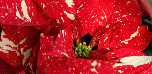 Poinsettia