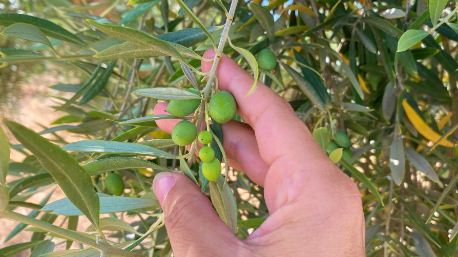 AGRIMOBI OLIVE-TOTAL para la alta demanda de nutrientes del olivo
