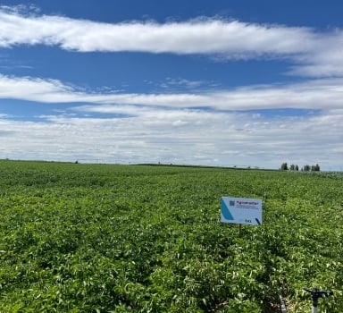 Ensayo en patata con Agromaster<sup>®</sup> en España