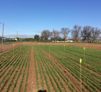 Ensayo en trigo con Polysulphate en Sevilla