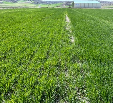 Ensayo en cebada con Polysulphate en Palencia