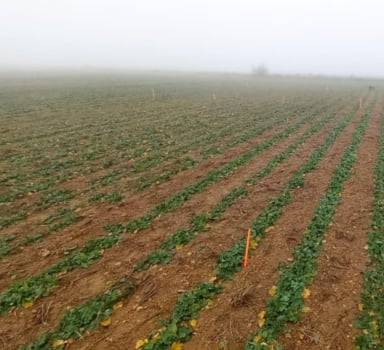 Ensayo en colza con Polysulphate en Palencia