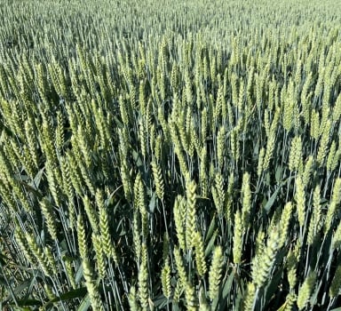 Ensayo en trigo con Polysulphate en Álava