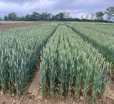 Ensayo en trigo con Agromaster<sup>®</sup> en Álava