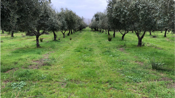 Ensayo en olivar ecológico con Polysulphate