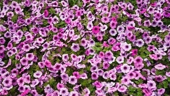 Petunia