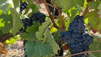 La importancia de la fertilización del viñedo y su impacto en la calidad del vino