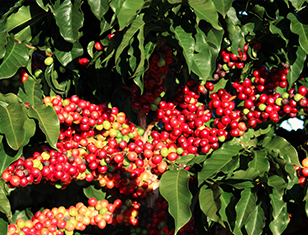 Café – Índice salino em fertilizantes