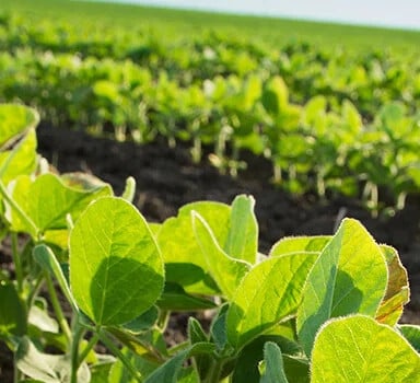 Nutrição foliar como para aumentar os teores de selênio