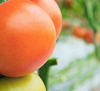 Produtividade e qualidade de tomate com Phusion
