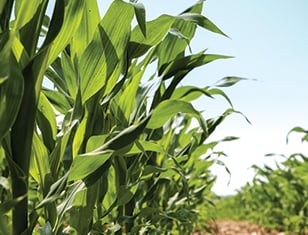Nutrición foliar: ¿Todas las fuentes tienen la misma eficiencia?