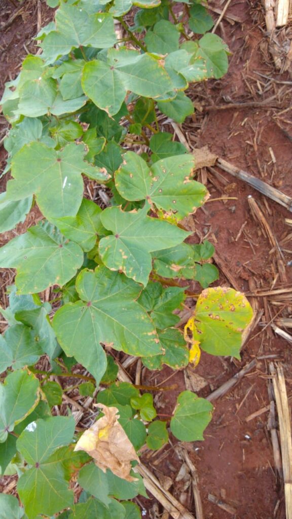 Fitotoxidez causada pela aplicação foliar de 1 kg ha-1 de boro (Ácido bórico) em um solo arenoso.
