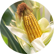 Crop image