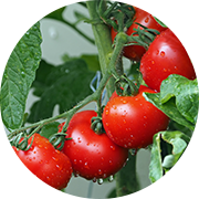 Crop image