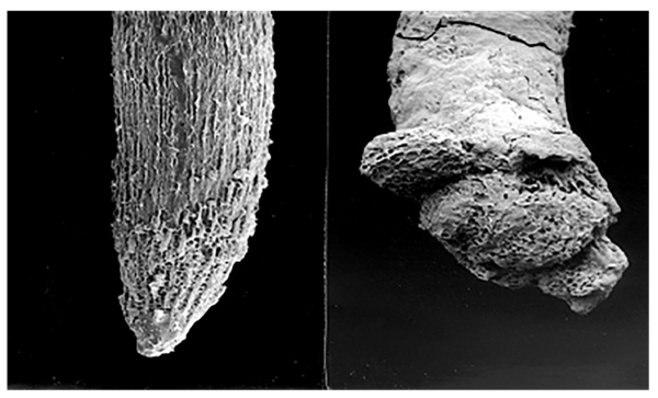 Meristemo apical de raíz de trigo sometido a tratamiento normal (izquierda) y con 5µM de cloruro de aluminio (Zhou et al., 2011).