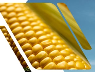 Guía de deficiencias nutricionales del maíz