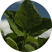 Crop image