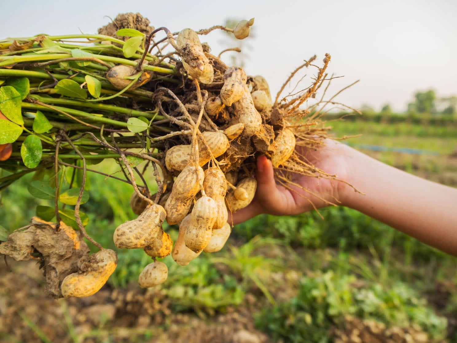 Por que consumir um alimento biofortificado?