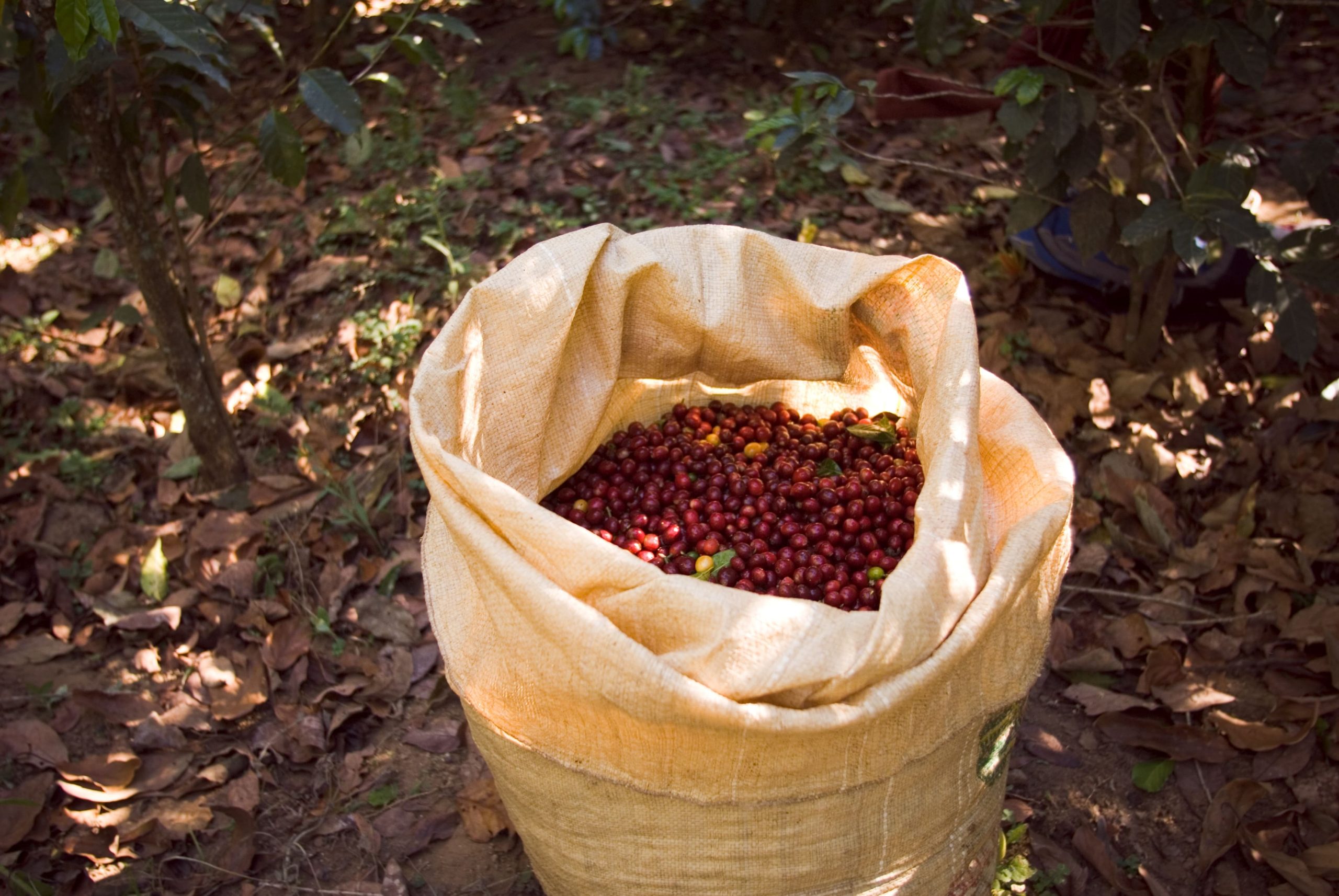Fertilizantes para café: Tudo que você precisa saber
