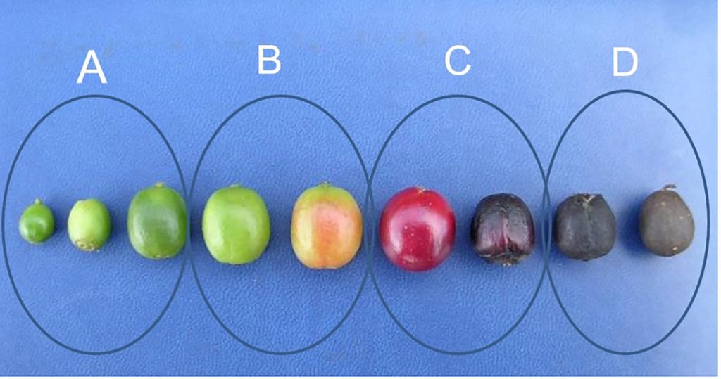 Figura 2. Níveis de maturação do café: A – Verde, B – Verde cana, C – Maduro e D – Seco. FONTE: Academia do campo.