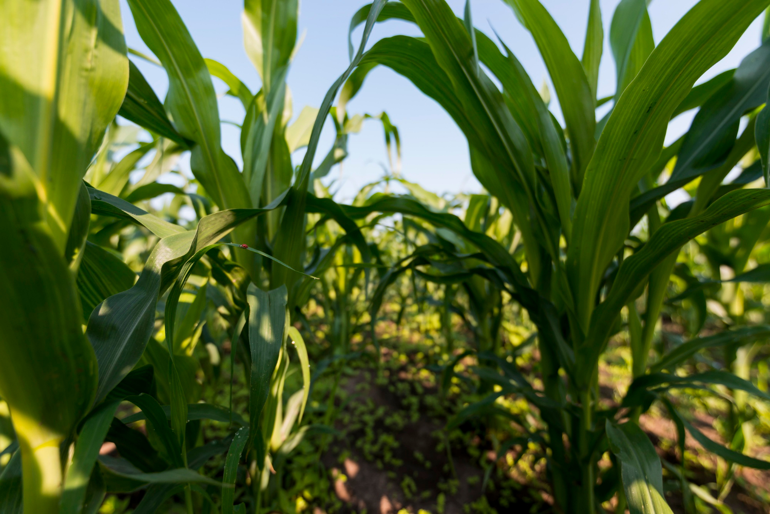 Fertilizantes para Milho: Como escolher os melhores?