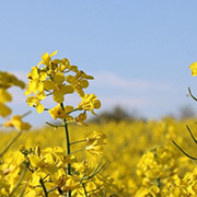 Crop image
