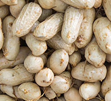 在越南在花生上施用葆力素<sup>®</sup>的试验