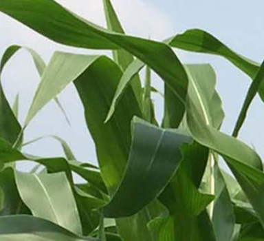 在越南在玉米上施用葆力素<sup>®</sup>的试验