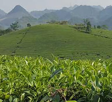 在越南在茶树上施用葆力素<sup>®</sup>的试验