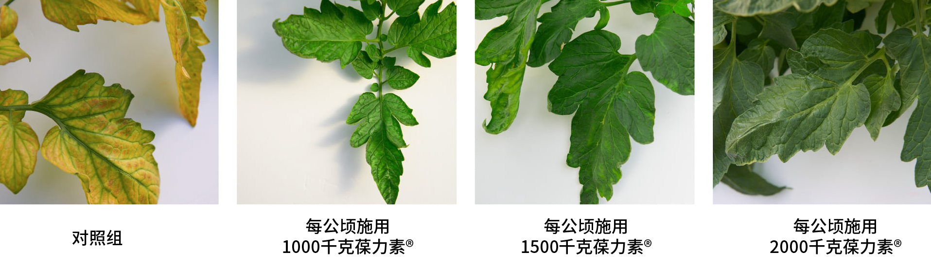 2017年1月11日观察到的番茄叶片缺镁症状。
