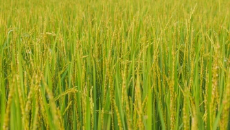 施用含硫肥料，提高小麦产量