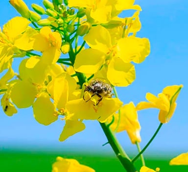 在英国在冬油菜上施用葆力素<sup>®</sup>的试验