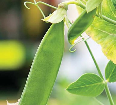 在英国在结荚豌豆上施用葆力素<sup>®</sup>的试验