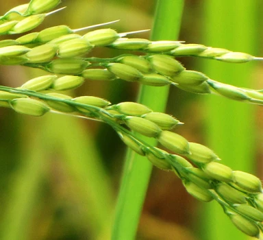 在水稻上施用易迈施<sup>®</sup>控释肥Agromaster<sup>®</sup>的试验