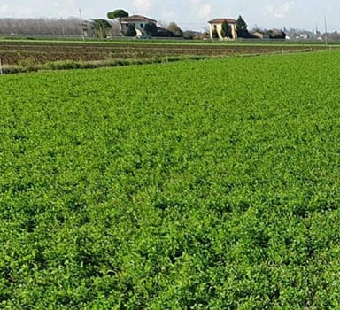 Prova con Polysulphate su erba medica