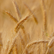 Crop image