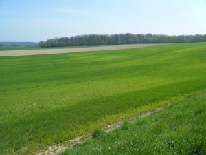 Carenza di zolfo su grano (Francia).