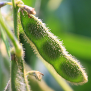 Crop image