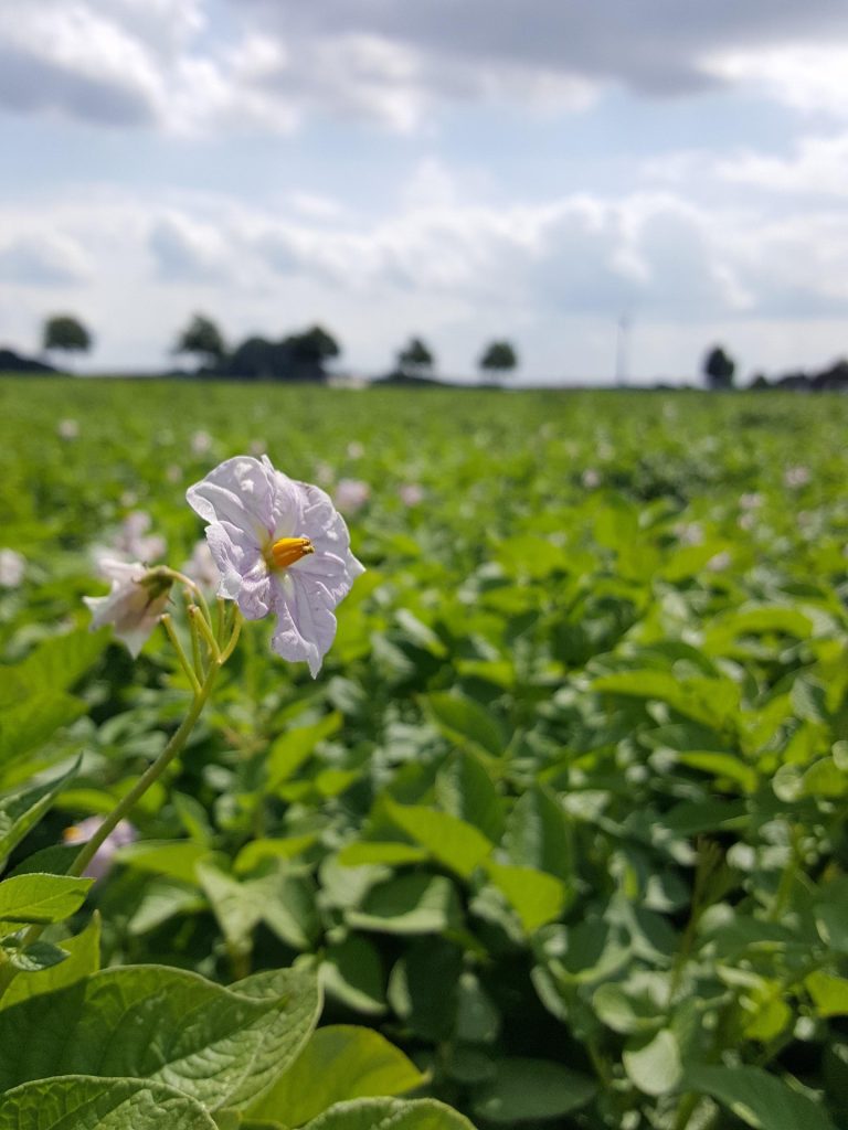 Fioritura della pianta di patate.