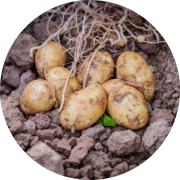 Crop image