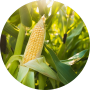 Crop image