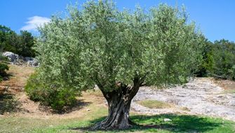 Olivo