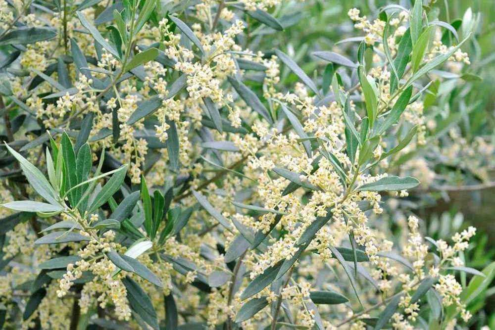 Fioritura e allegagione dell'olivo: fasi delicate per la produzione