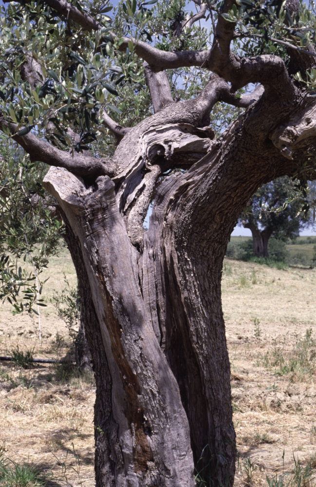 L’andamento climatico registrato nel 2012, con l’alternarsi di siccità e precipitazioni anomale, accompagnato a potature precoci, può avere determinato le condizioni per lo sviluppo di malattie soprattutto in alcune varietà colturali.