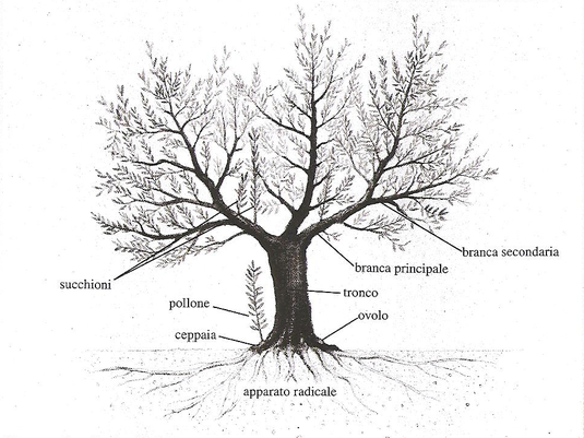 Le parti principali della pianta dell'olivo.