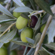 Crop image