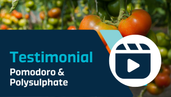 I benefici di Polysulphate per il pomodoro