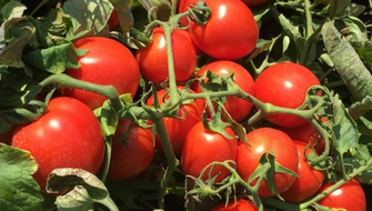 Pomodoro da industria