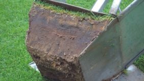 Black Layer del prato: cos’è, come si forma, rimedi agronomici