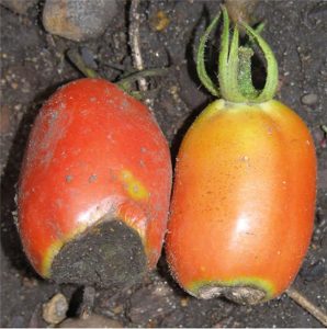 Carenza di calcio su pomodoro da industria.